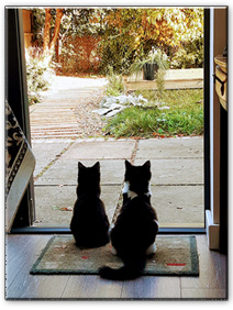 Cats